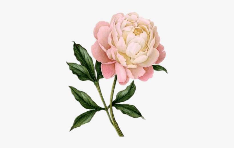 Pink Peony Drawing - Peony Png Transparent, transparent png download