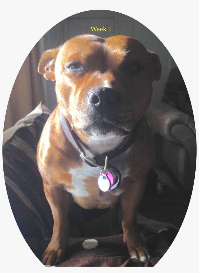 Elena 1 Week - Mcdonalds, transparent png download