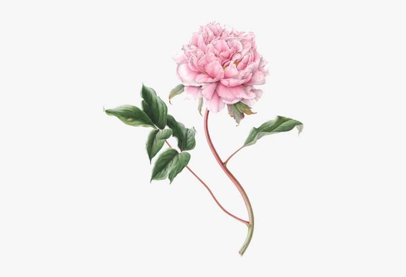 Peony Png File - Botanical Flower Illustration Png, transparent png download