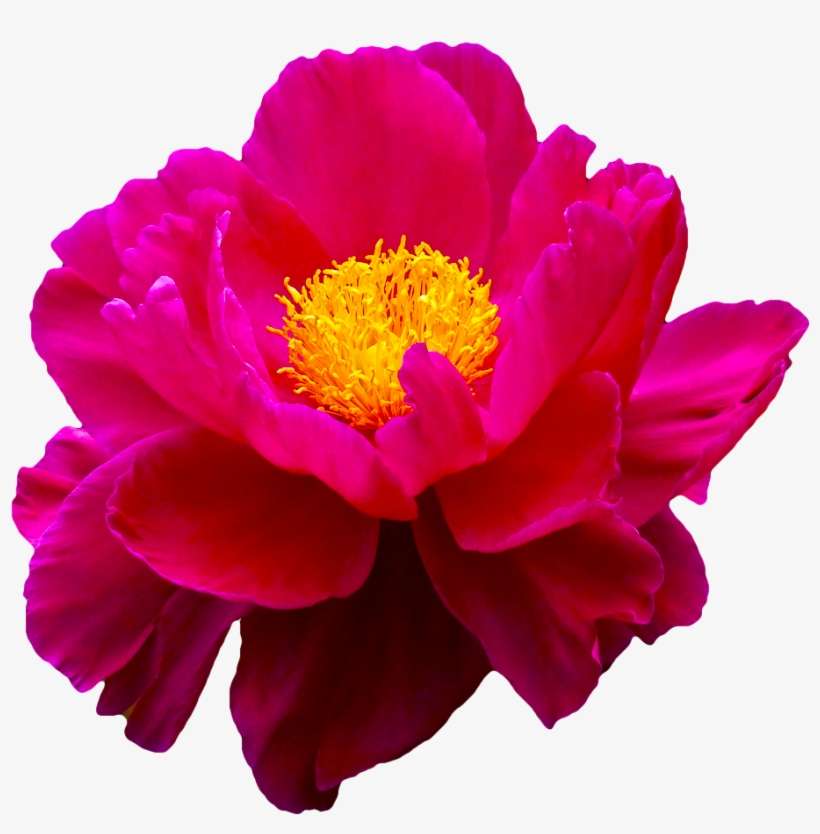 Original Flower Png, transparent png download