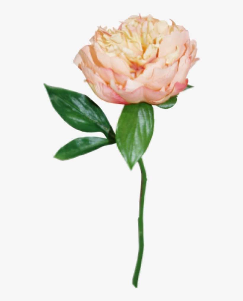 Peach Peony Png, transparent png download