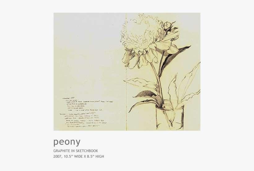 Peony - Sketch, transparent png download