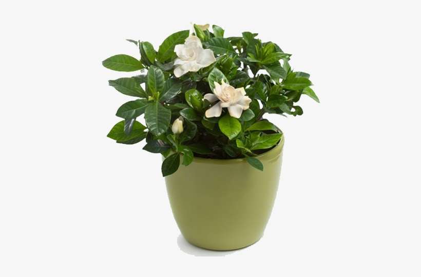 Indoor Plants In Atlanta - Gardenia (gardenia Jasminoides) In Flower Po Flask, transparent png download