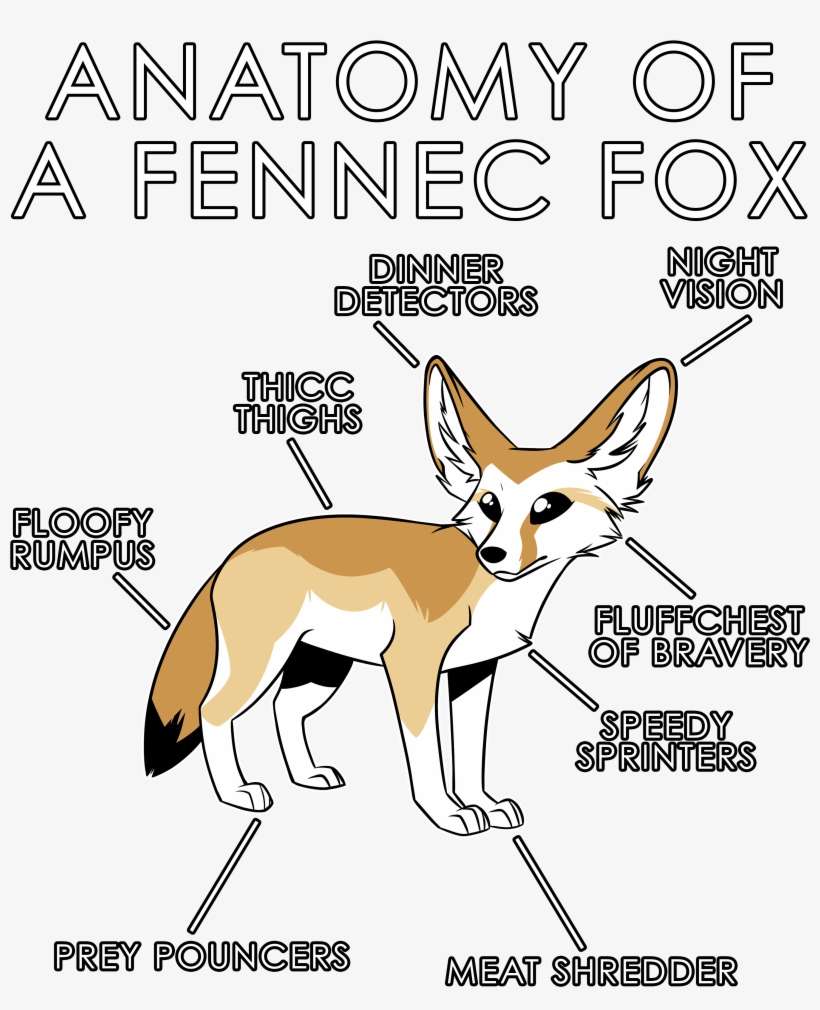 Anatomy Of A Fennec Fox, transparent png download