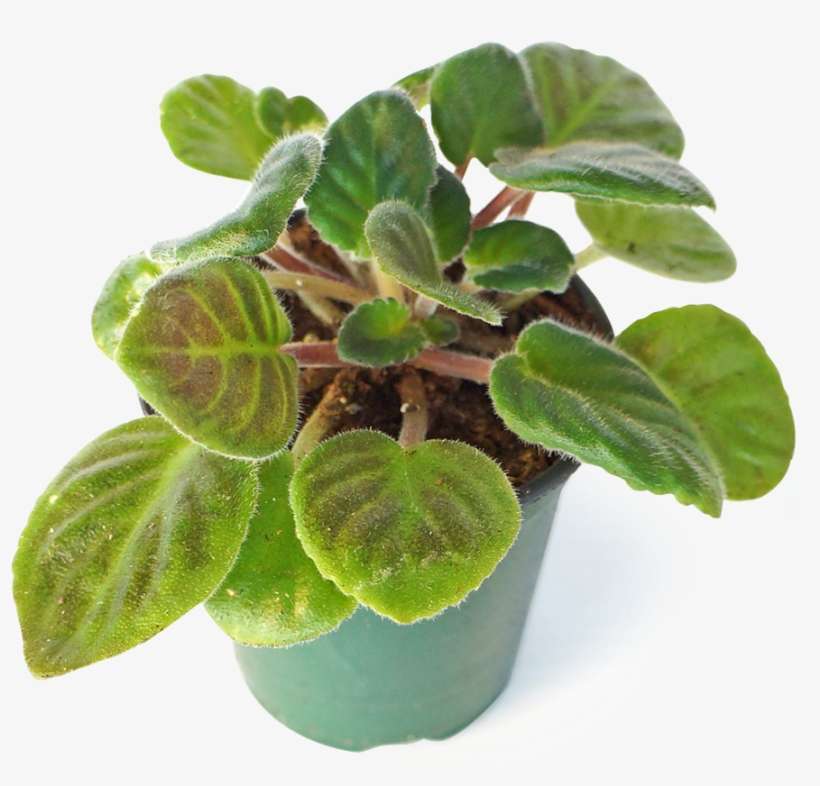 Naturescape Allows You Access To Inspiring And Diverse - Houseplant, transparent png download