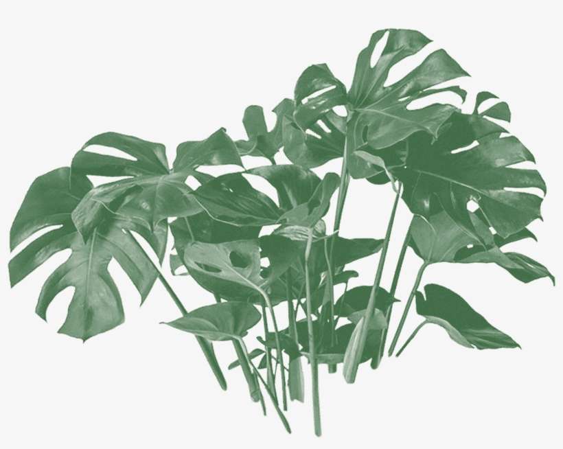 Avoid Direct Sunbeams Can Cause Sunburns - Monstera Deliciosa, transparent png download