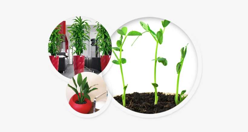 Indoor And Office Plants Hire Melbourne - Recent Developments In Plant Genomics: Volume Ii, transparent png download