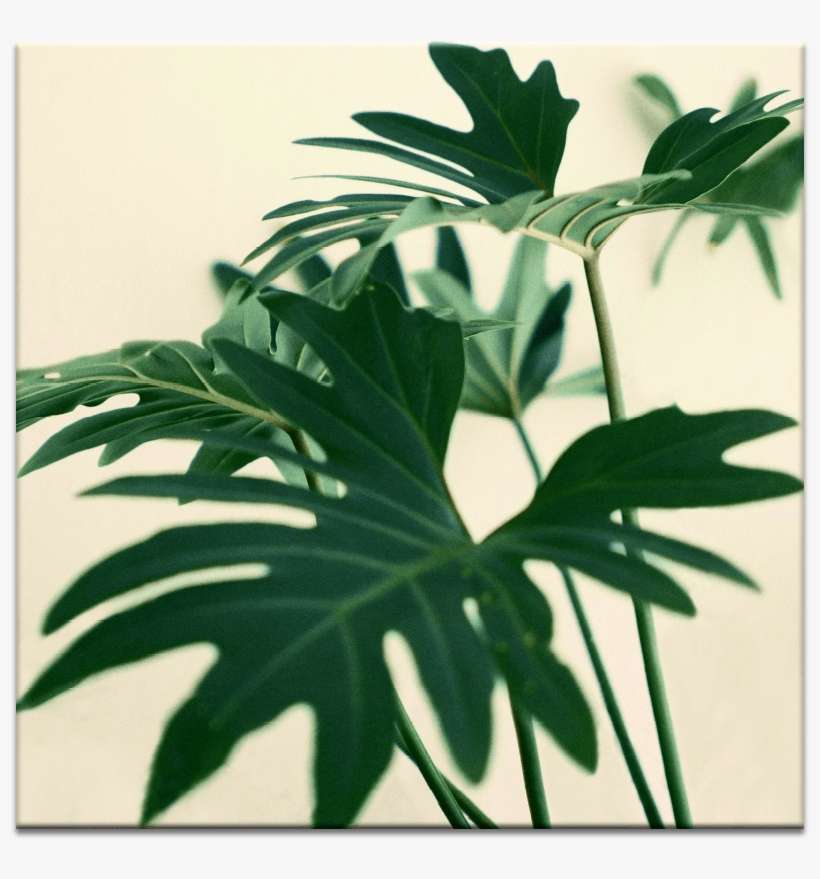 Indoor Plant - Monstera Deliciosa, transparent png download