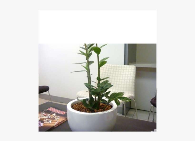 Table Top - Houseplant, transparent png download