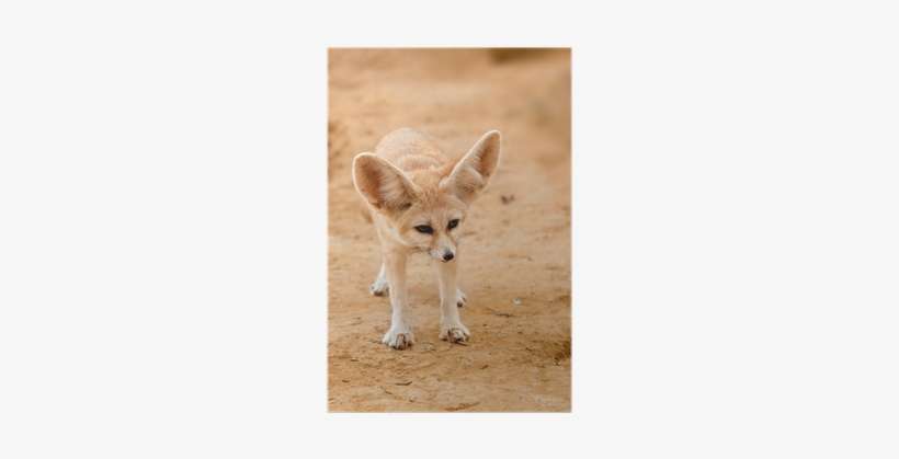 Fennec Fox, transparent png download