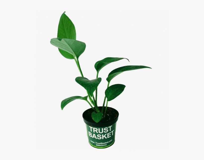 Indoor Air Purifier Money Plant- Tissue Cultured,high - Houseplant, transparent png download
