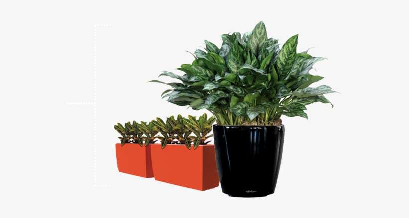Indoor Plant Hire Melbourne - Aglaonema Mary Ann, transparent png download