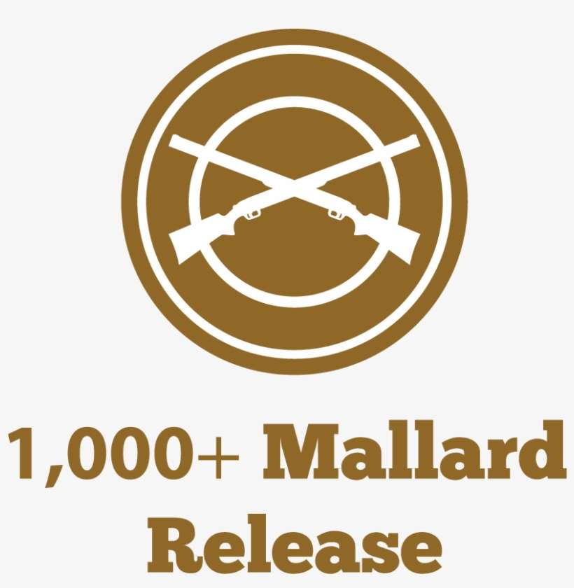 1,000 Mallard Release - False Grade 5 Reading Skills: Reluctant Readers Edition, transparent png download