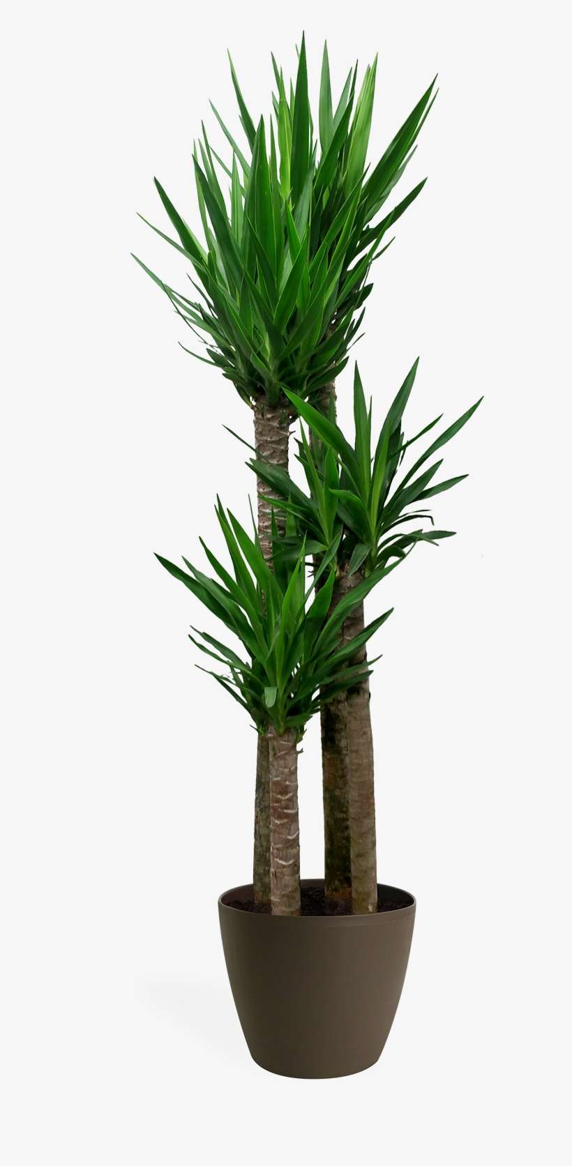 Yucca Cane Staggered Large - Yucca, transparent png download