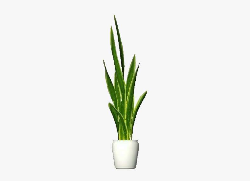 3d Flowers - Sansevieria - Vase, transparent png download