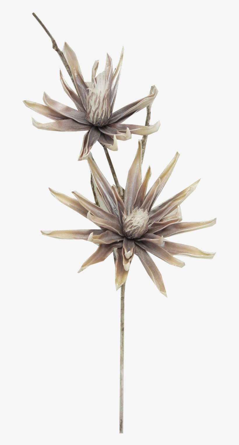 Yucca Spray - Translation, transparent png download