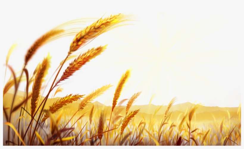 Pizza Wheat Food Dough Wallpaper - Wheat Png, transparent png download