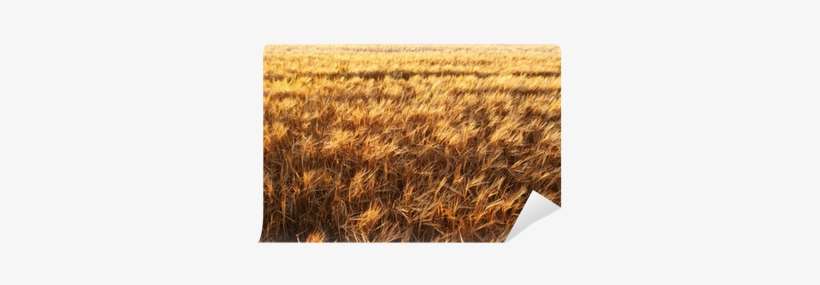 Grass, transparent png download