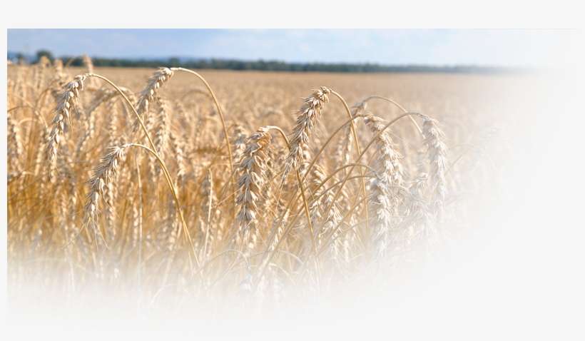 Bread Wheat - Common Wheat, transparent png download