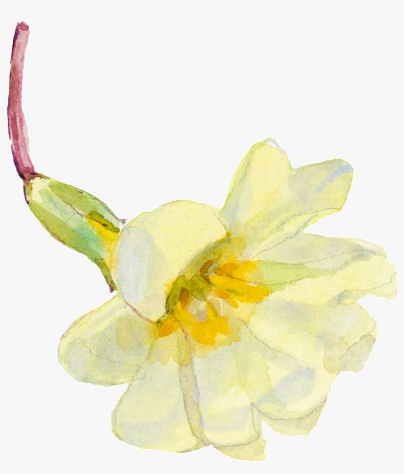 The White Painted Watercolor Narcissus Transparent - Watercolor Painting, transparent png download