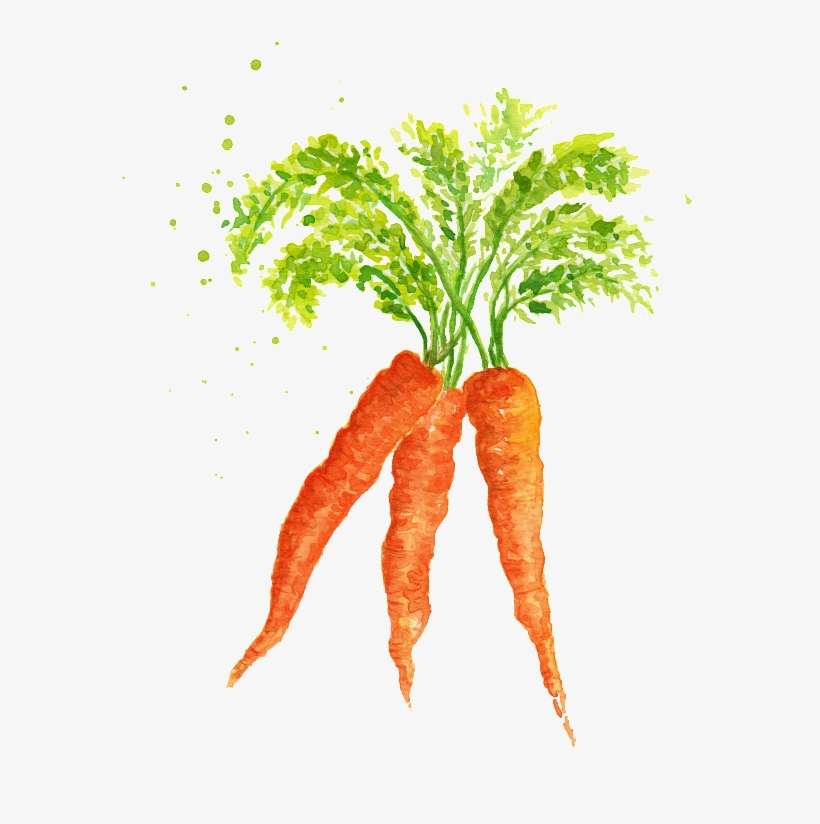 Watercolor Vegetables And Carrots Png Material - Vegetable, transparent png download