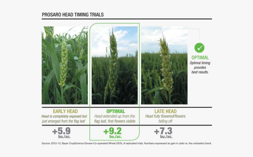 If You're Planning On Going Fishing After The Crops - Sorghum, transparent png download