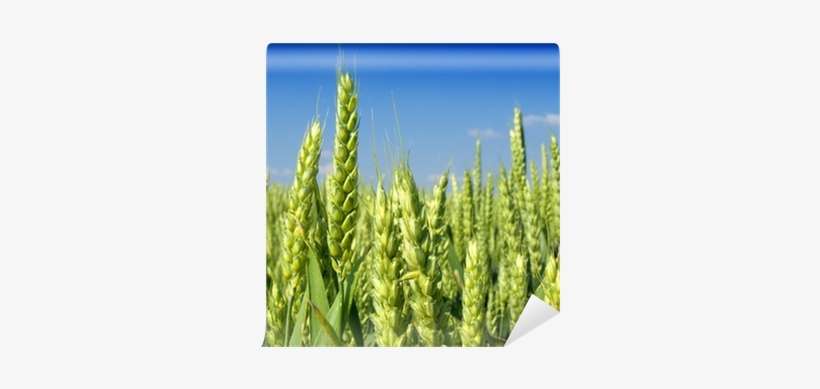 Grasses, transparent png download