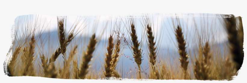 Countingomer - Agriculture, transparent png download