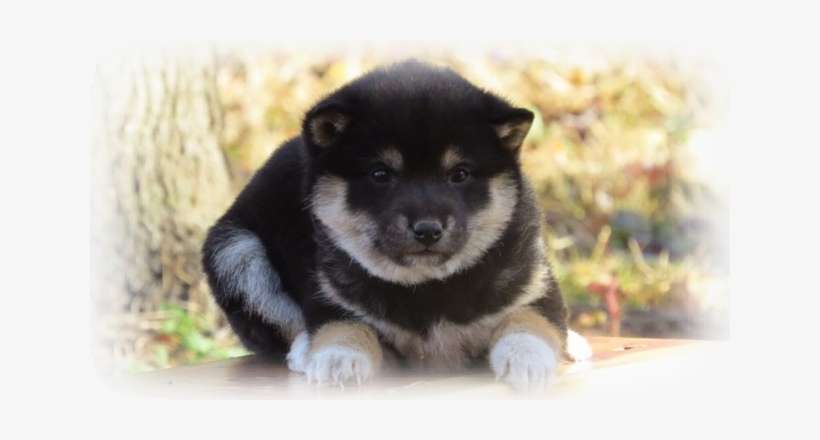 Shiba Inu Puppies Sometimes Change Color As Their Adult - Lapponian Herder, transparent png download