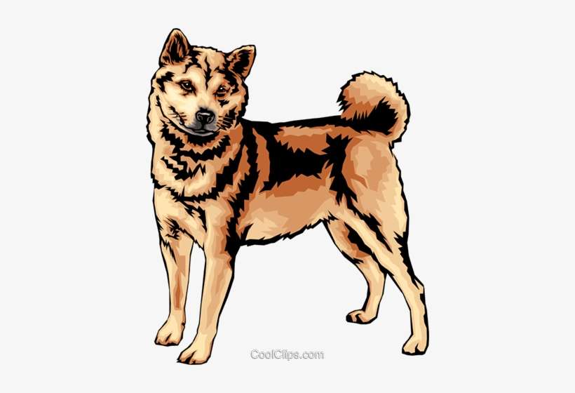 Shiba Inu Royalty Free Vector Clip Art Illustration - Shiba Inu, transparent png download