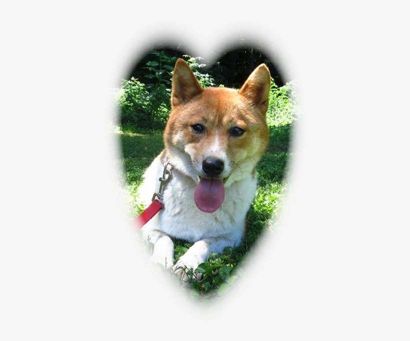 All Of Our Dogs Are Registered With The American Kennel - Norwegian Lundehund, transparent png download