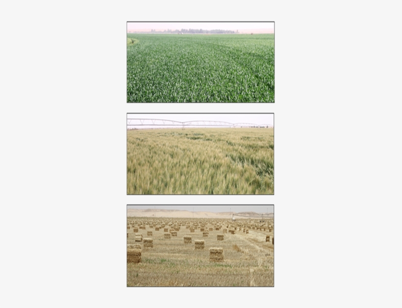Color Plate - Field, transparent png download