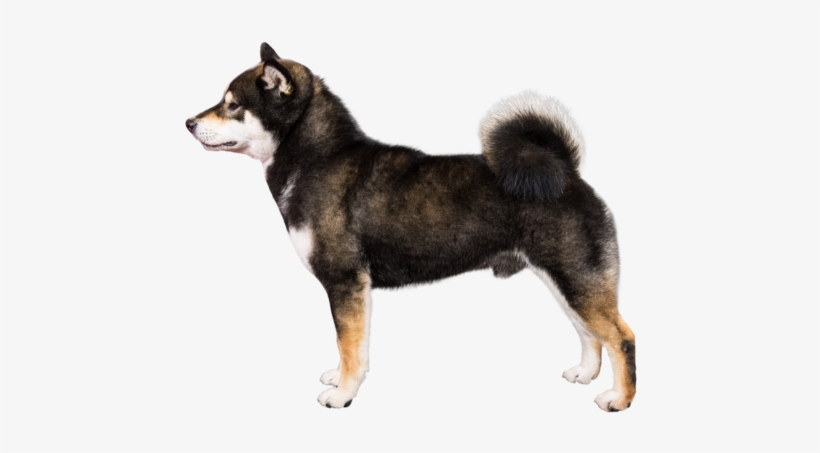 Profile Of Shiba Inu - Raza De Perro Parecido Al Doberman, transparent png download