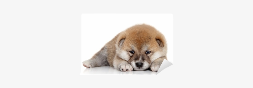 Japanese Shiba Inu Mug, transparent png download