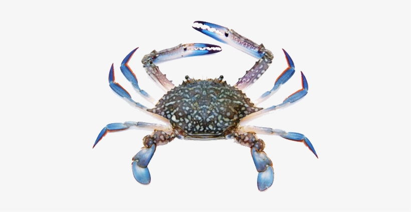 Blue Swimming Crab - Climate Change Animal Acclimatize, transparent png download