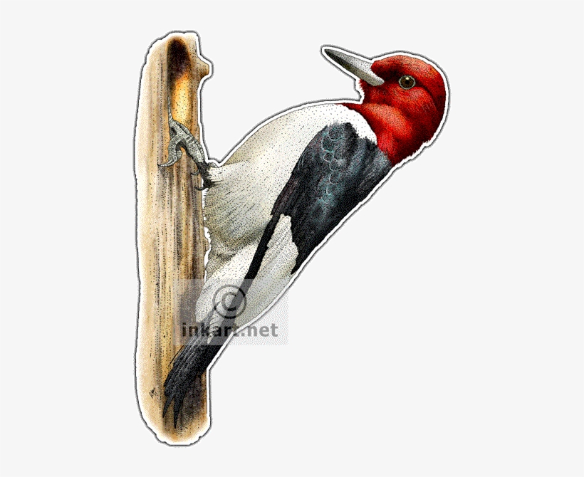 Woodpecker Drawing - Red Headed Woodpecker Drawings, transparent png download