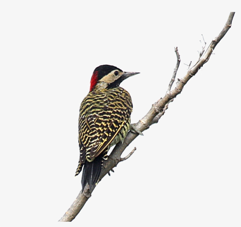 Woodpecker, transparent png download