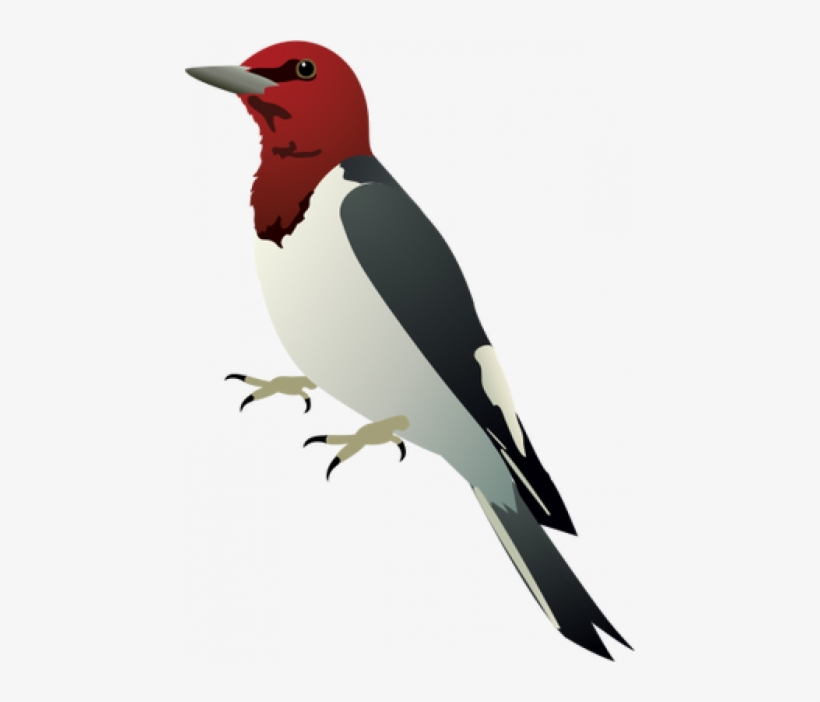 Red Headed Woodpecker Png, transparent png download