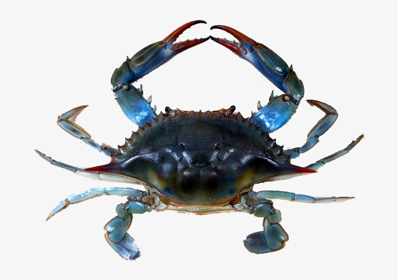 Blue Crabmeat - Animals In Neuse River, transparent png download