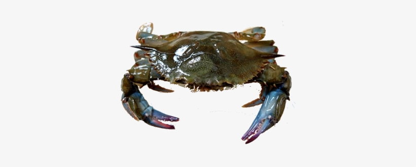 Download Soft Shell Crab Whole - Soft Shell Crab | Transparent PNG ...