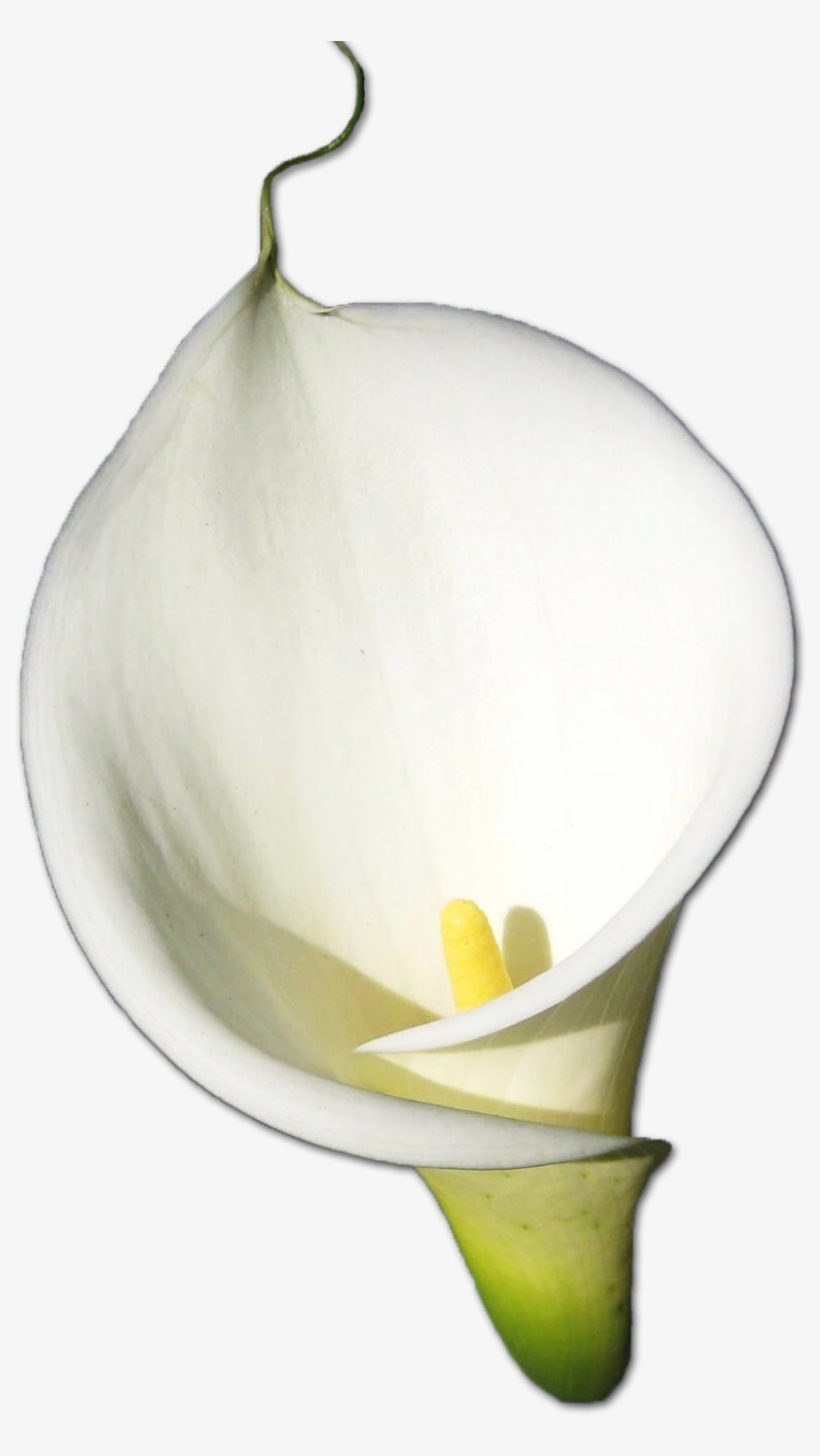 Calla Lily Essence, transparent png download