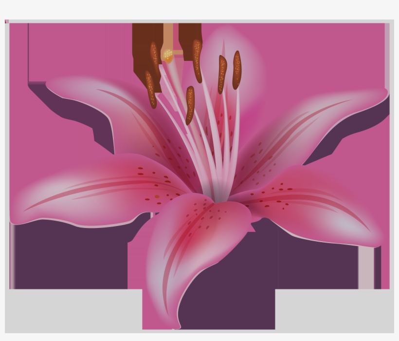 White Lily Flower Clipart Download White Lily Flower - Clip Art, transparent png download
