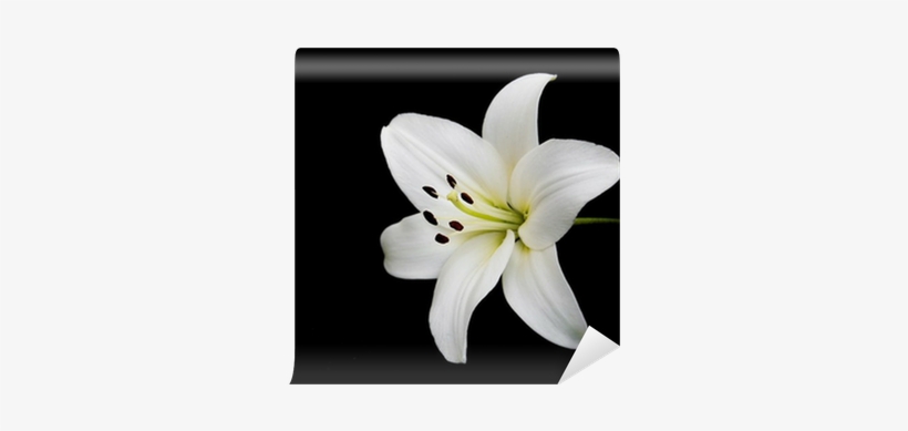 Lily, transparent png download