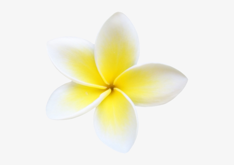 Plumeria Png File - Plumeria Png, transparent png download