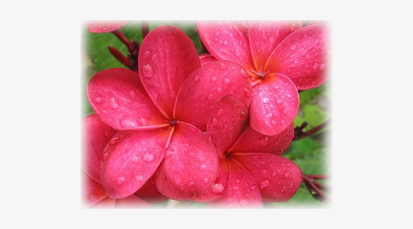 Plumeria Rakta Lala - Frangipani, transparent png download