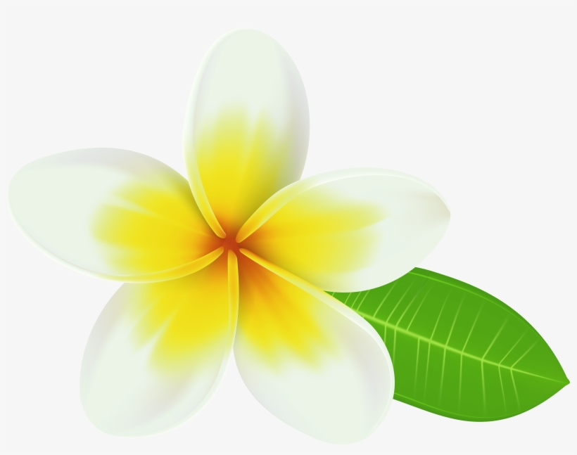 View Full Size - Portable Network Graphics, transparent png download