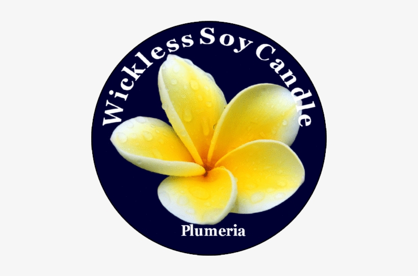 Frangipani, transparent png download