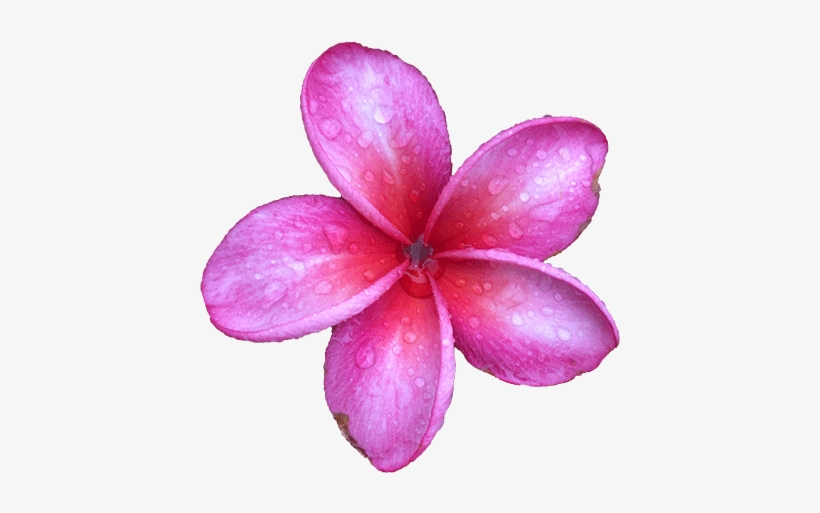 Maui - Frangipani, transparent png download