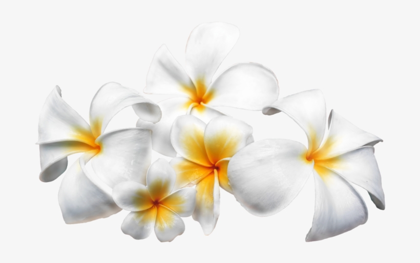 Фотки New Pins, Thankful - Frangipani, transparent png download