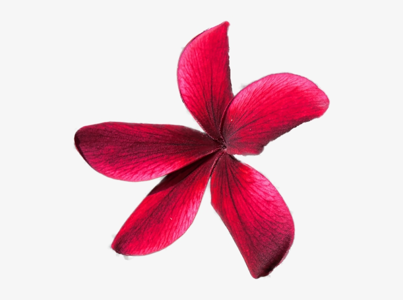 Click And Drag To Re-position The Image, If Desired - Shuriken, transparent png download